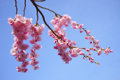 japanese cherry trees flowers pink