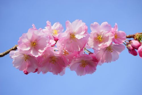 japanese cherry trees flowers japanese flowering cherry