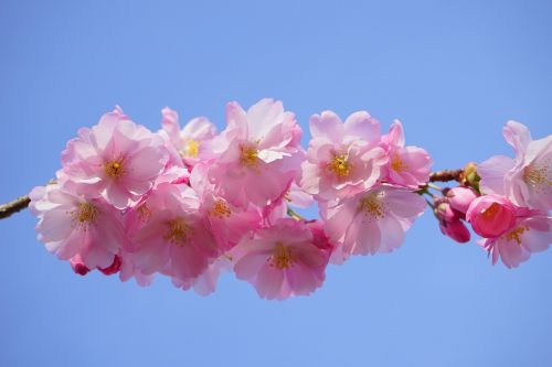 japanese cherry trees flowers pink