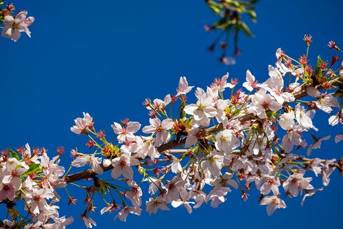 japanese cherry trees  blossom  tree