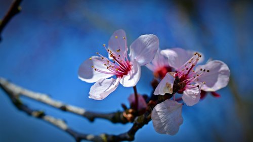 japanese cherry trees  blossom  bloom