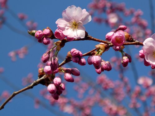 japanese cherry trees  cherry blossom  flower