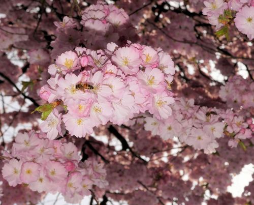 japanese cherry trees cherry flowers