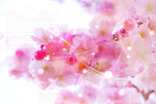 japanese cherry trees romantic background