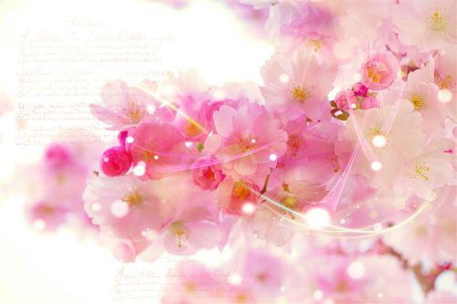 japanese cherry trees font romantic