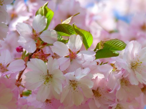 japanese cherry trees blossom bloom