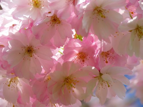 japanese cherry trees blossom bloom
