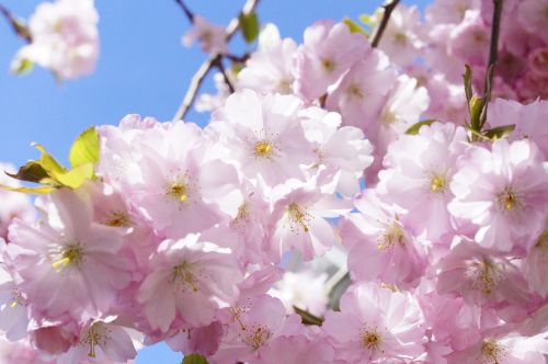 japanese cherry trees ornamental cherry flower tree