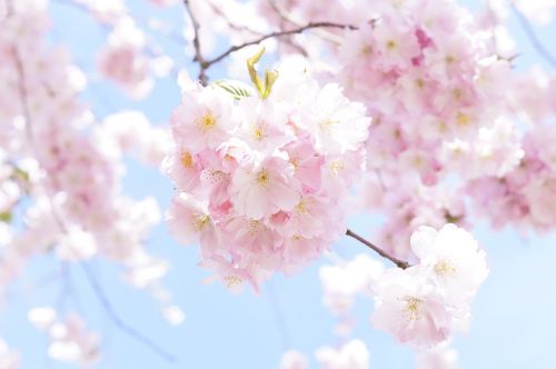 japanese cherry trees ornamental cherry flower tree