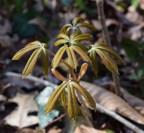 japanese chestnut leaves open chestnut leaves