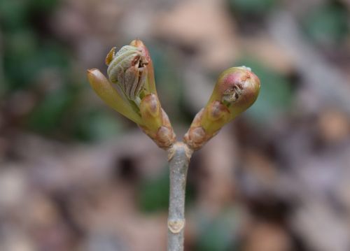 japanese chestnut leaves opening chestnut leaves