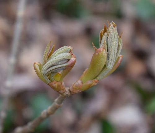 japanese chestnut leaves opening chestnut leaves