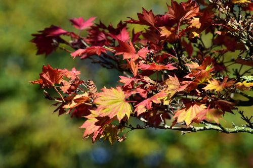 japanese fire maple aureum autumn