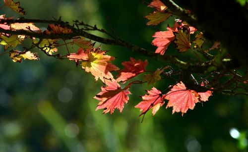 japanese fire maple aureum autumn