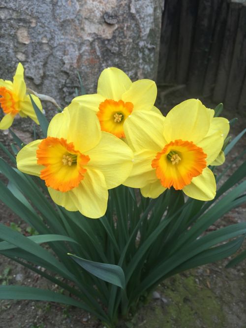 japanese flower strange yellow