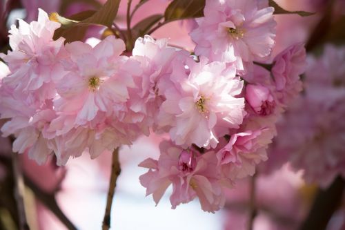 japanese flowering cherry prunus serrulata rose greenhouse