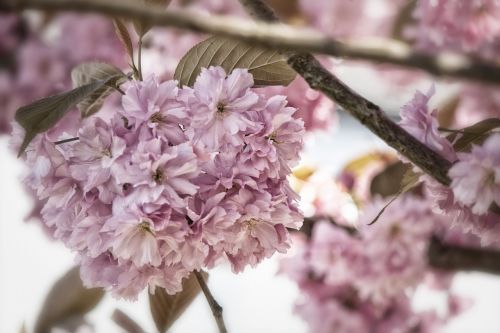 japanese flowering cherry prunus serrulata rose greenhouse