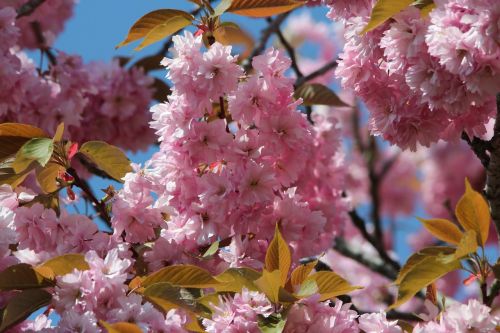 japanese flowering cherry prunus serrulata ornamental cherry