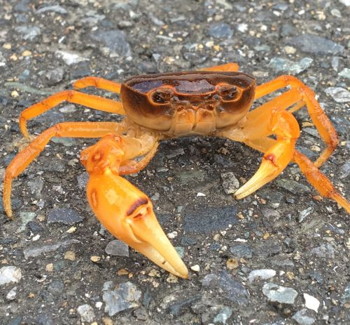 japanese freshwater crab crab