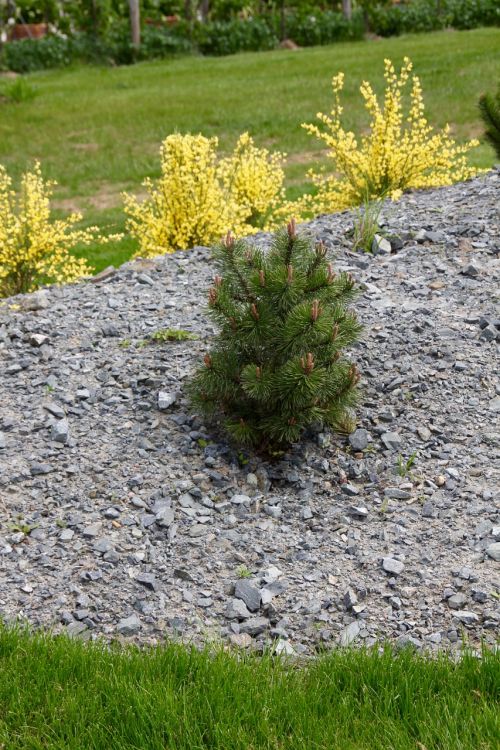 japanese garden minimal christmas tree