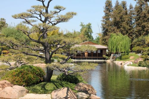 japanese garden pond garden