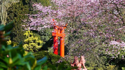 japanese garden spring cherry blossom