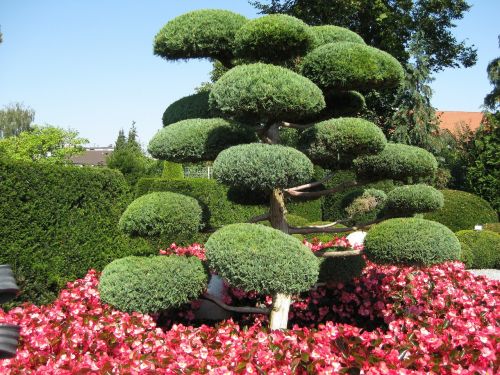 japanese garden green tree