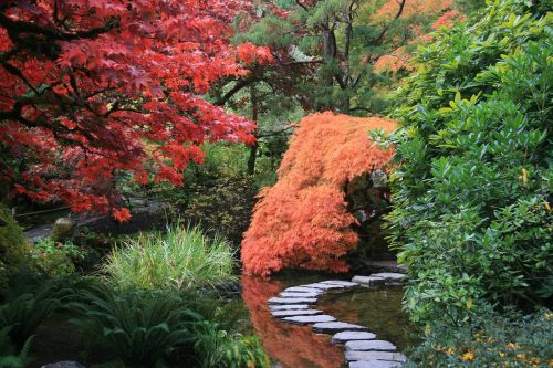 japanese garden path trees