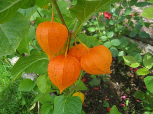 japanese-lantern plant orange