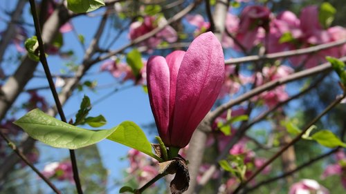 japanese magnolia  garden  spring