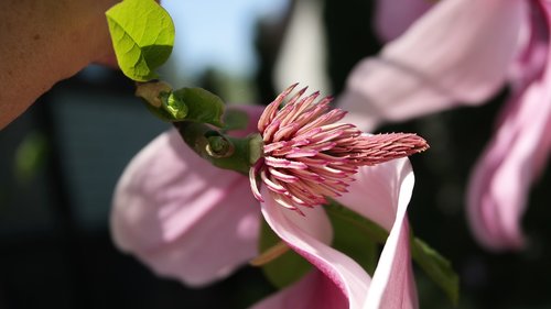 japanese magnolia  garden  spring