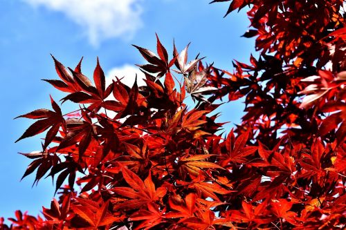 japanese maple bush red