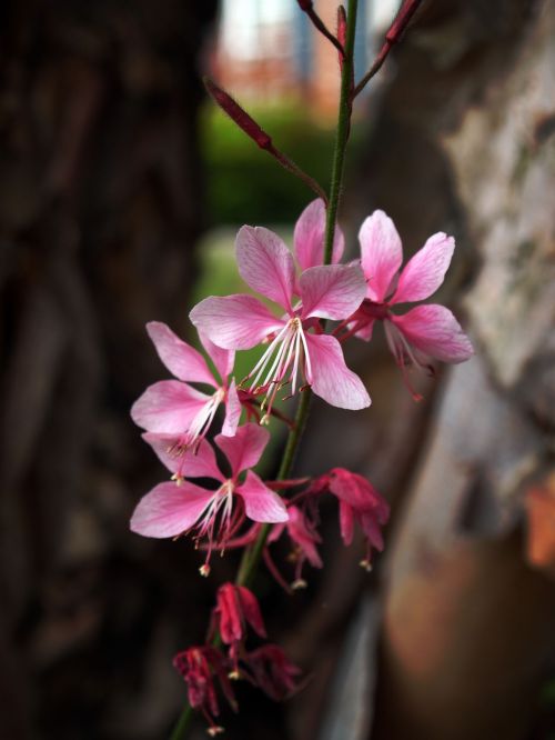 japanese maple bloom blossom