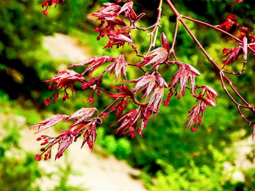 japanese maple new growth new life