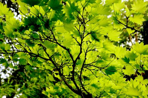 japanese maple foliage green leaves