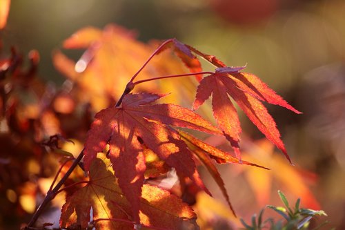 japanese maple  autumn  leaf