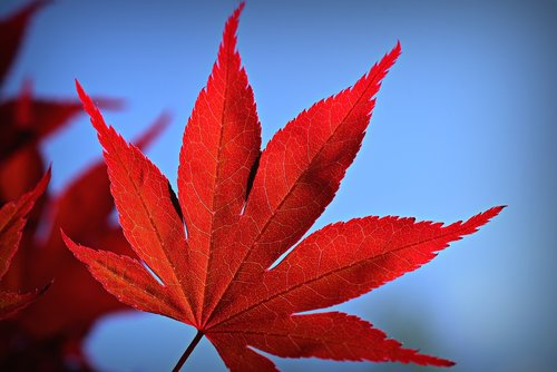 japanese maple  tree  leaf