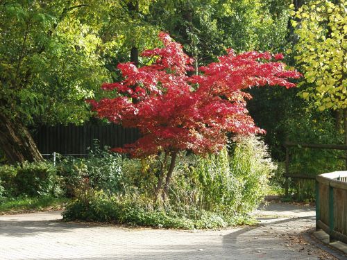 japanese maple tree fall foliage