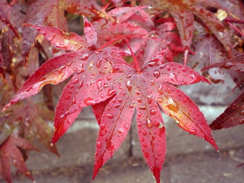 japanese maple leaf raindrops