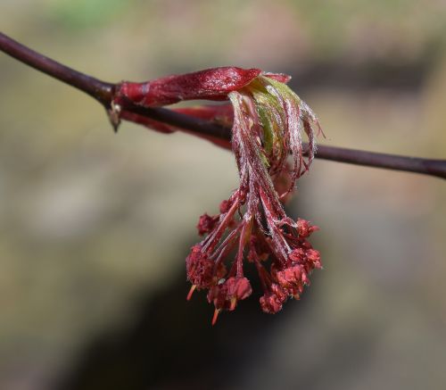 japanese maple flowers tree flower