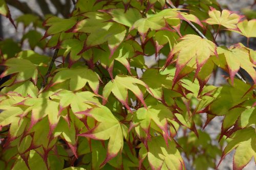 japanese maple leaves tree ornamental