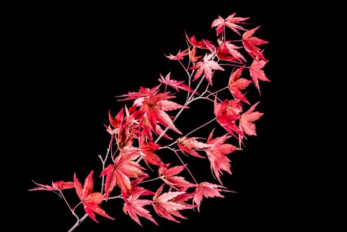 japanese maple leaves  isolated  on black background