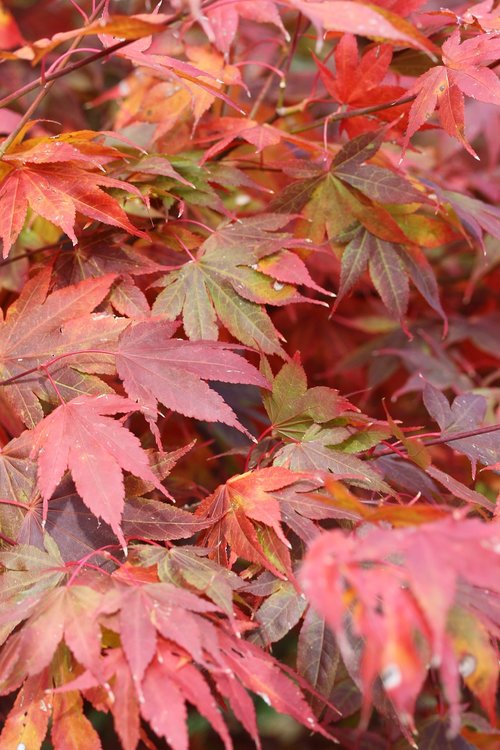 japanese maple leaves  fall leaves  red leaves