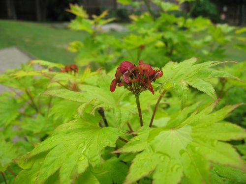 japanese maple tree full moon red seed pods kelly green leaves