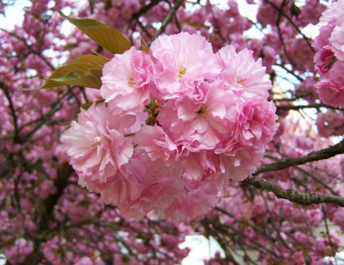 japanese ornamental cherry pink inflorescences spring