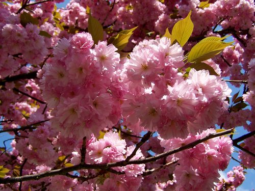 japanese ornamental cherry  pink inflorescences