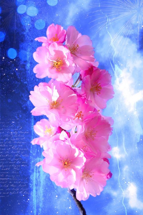 japanese ornamental cherry branch flowers