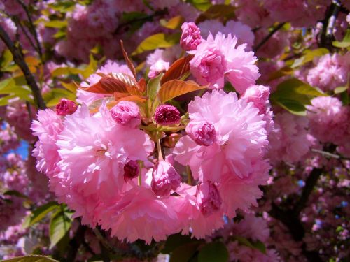 japanese ornamental cherry pink-flowered spring