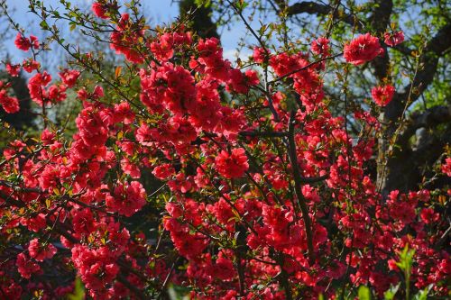 japanese ornamental quince bush blütenmeer