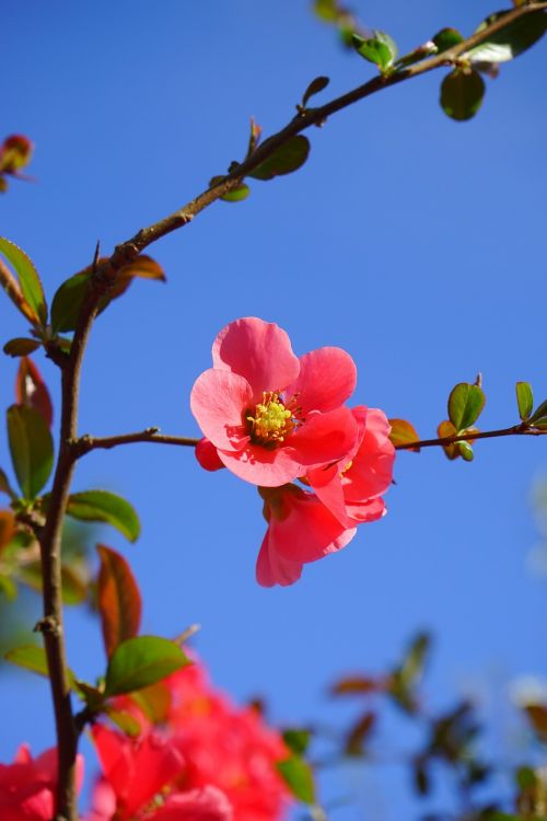 japanese ornamental quince flowers red